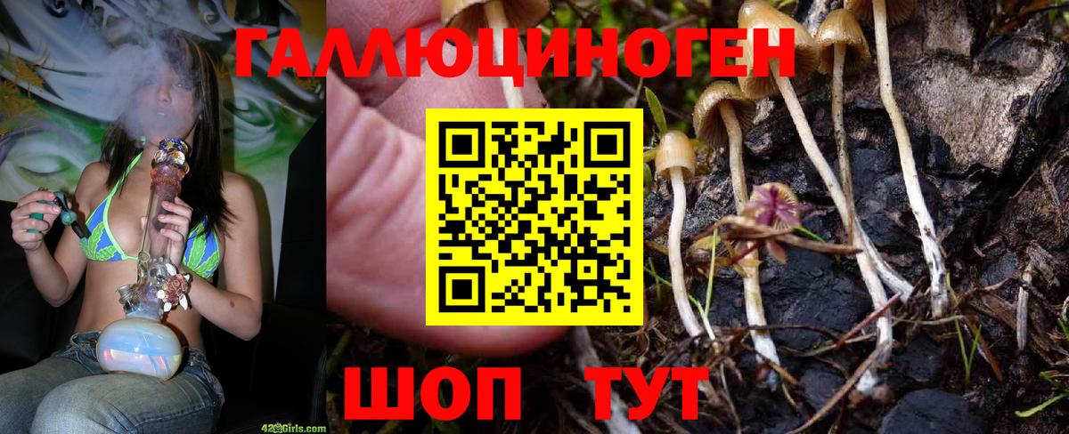 Галлюциногенные грибы GOLDEN TEACHER Новороссийск